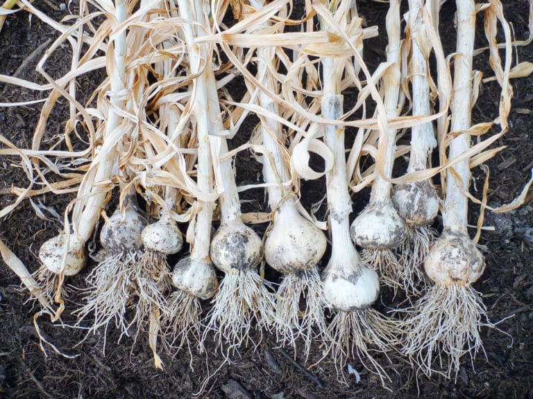 Garlic harvest
