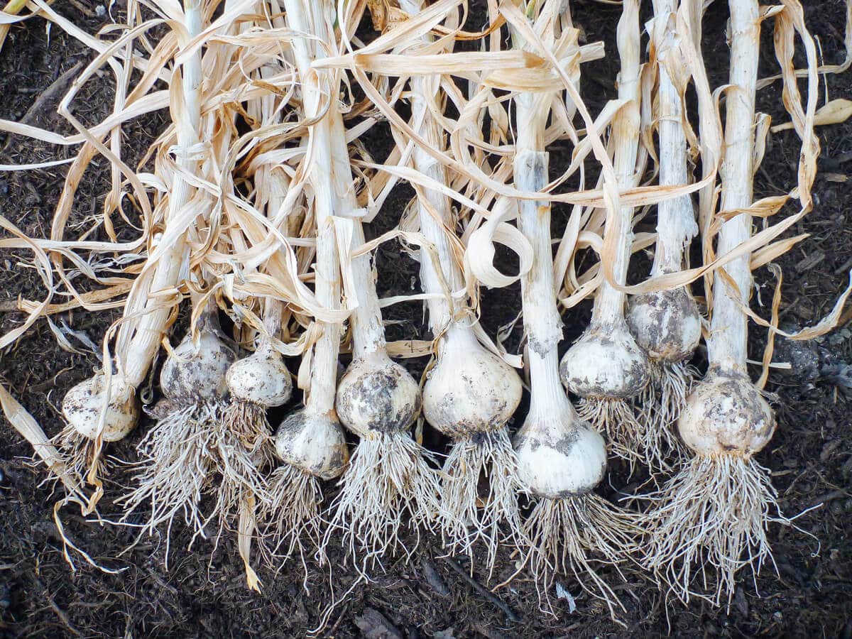 Garlic harvest