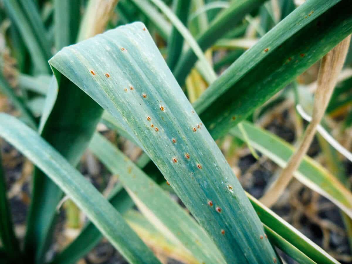 Grrr... garlic rust and how to deal