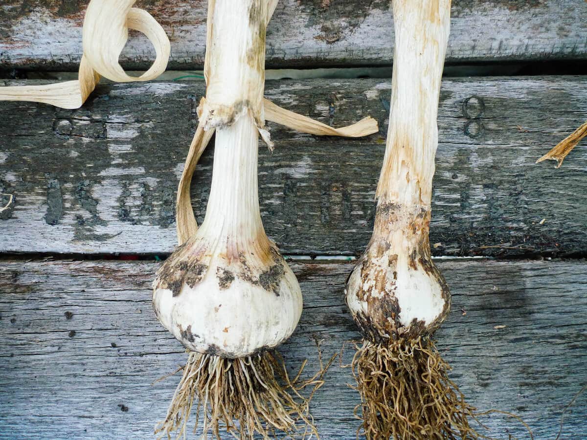 Comparison of garlic bulb with minor rust and bulb with severe rust