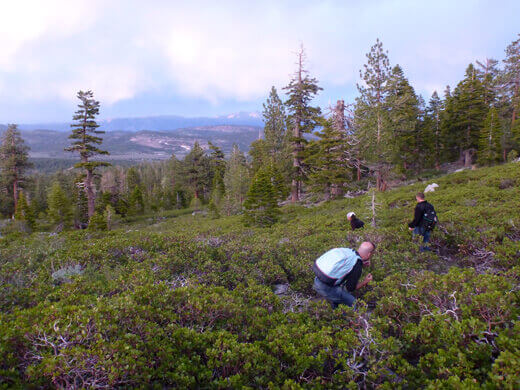 Bushwhacking though fields of manzanita brush