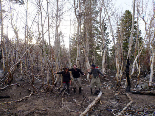 Spooky grove of gnarled trees