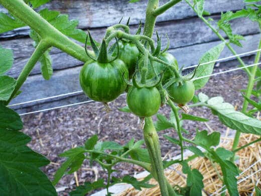Black Cherry tomatoes on the vine