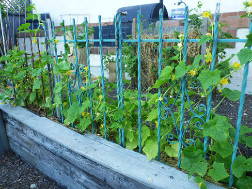 Cucumber trellis