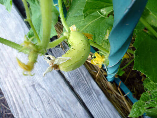 Chinese Yellow cucumber