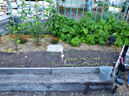 Bean trellis