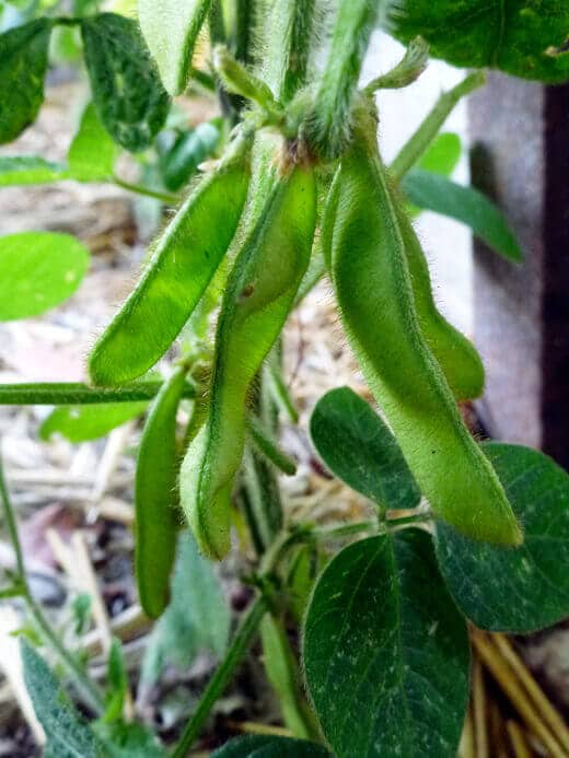 Envy edamame