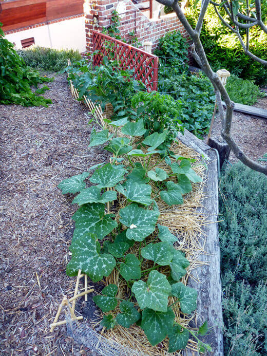 Zucchini and tomato plants