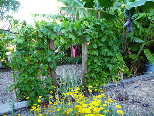 Grapevine trellis
