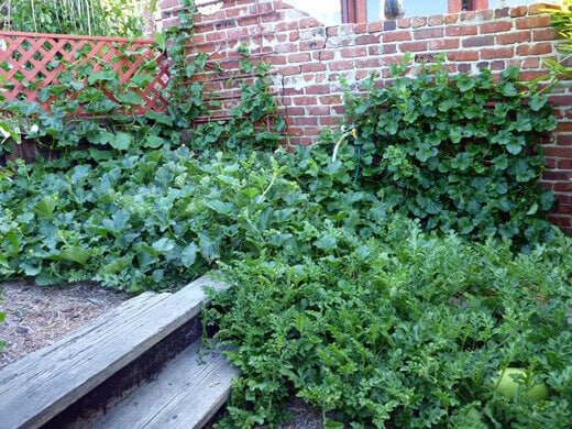 Melon beds
