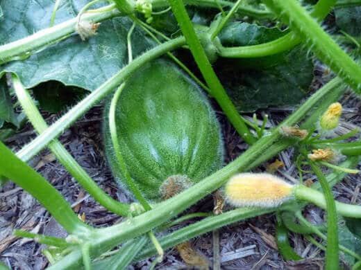 Bidwell casaba melon