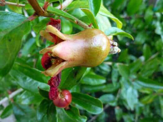 Pomegranate