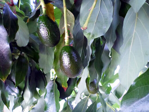 Avocadoes