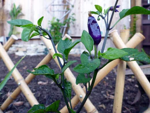 Chinese Five Color pepper