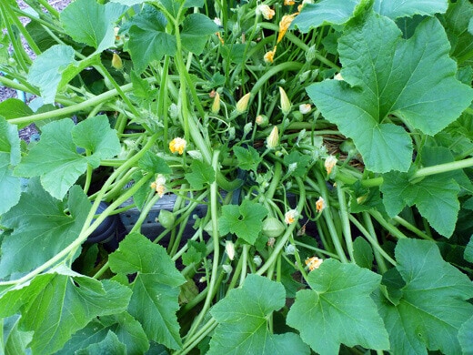 Patisson Strie Melange squash