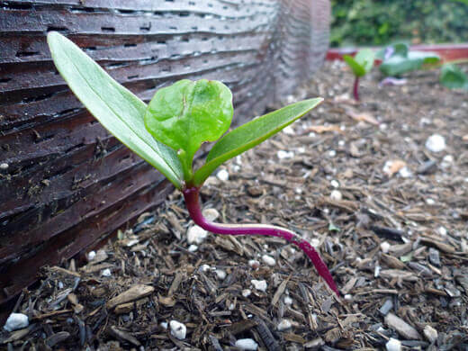 Red Malabar spinach seedling