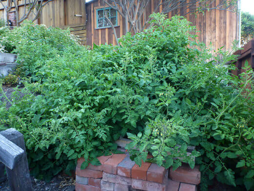 The tomato monsters all grown up