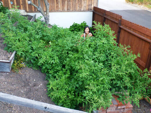 Foraging for tomatoes