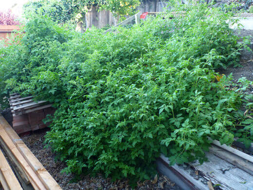 Vigorous tomato vines