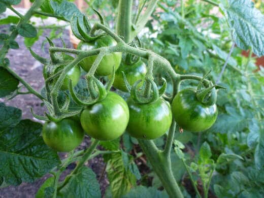 Unripe cherry tomatoes