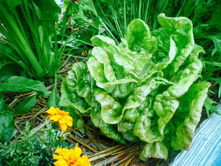 Butterhead Speckles lettuce