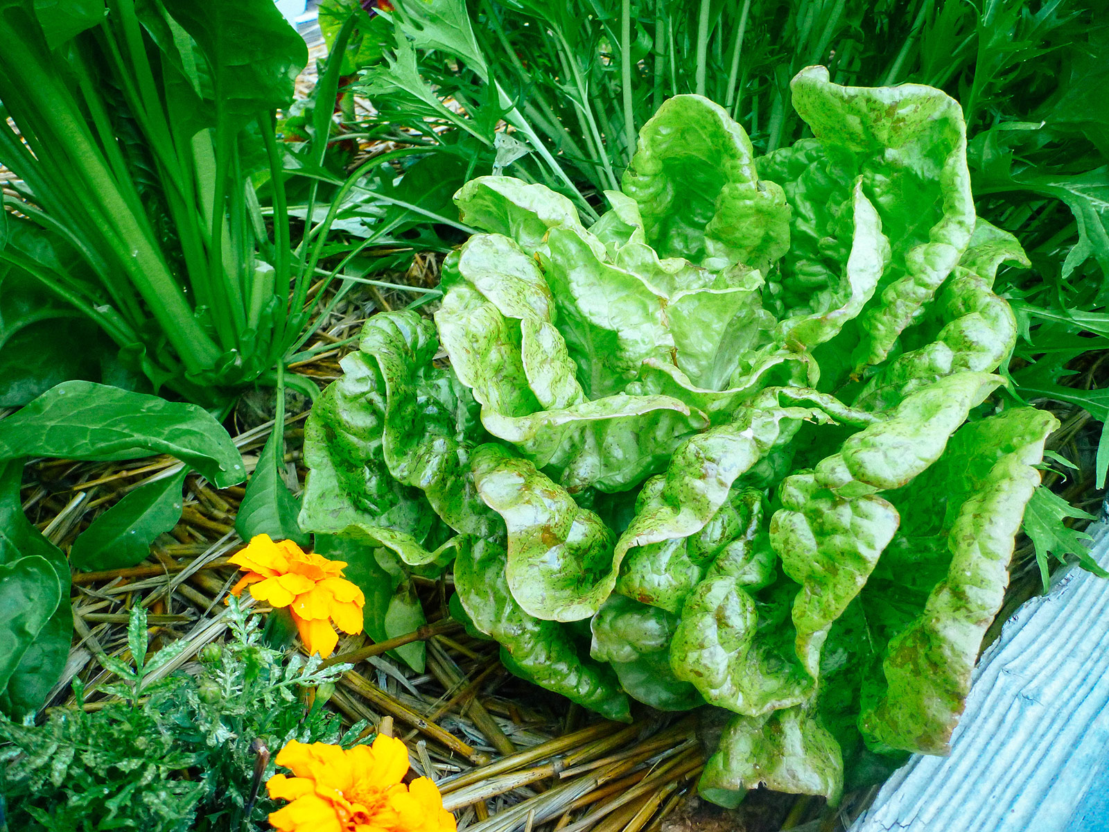 Butterhead Speckles lettuce