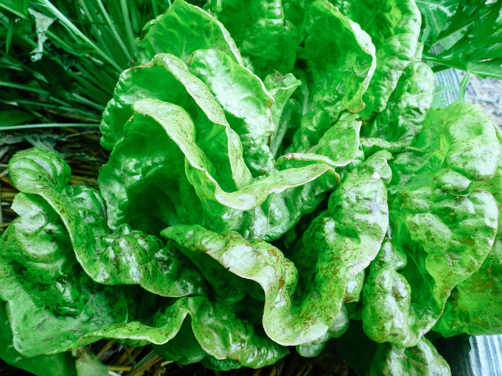 Butterhead Speckles lettuce