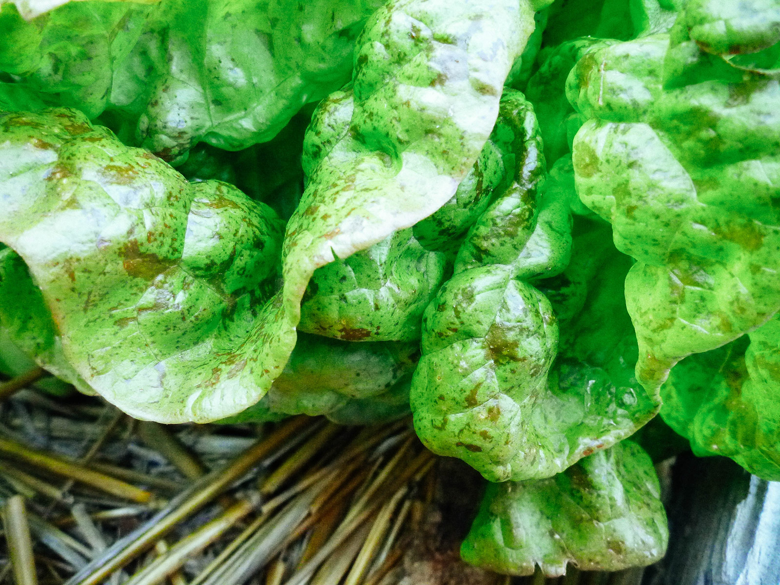 Red-specked leaves on Butterhead Speckles lettuce