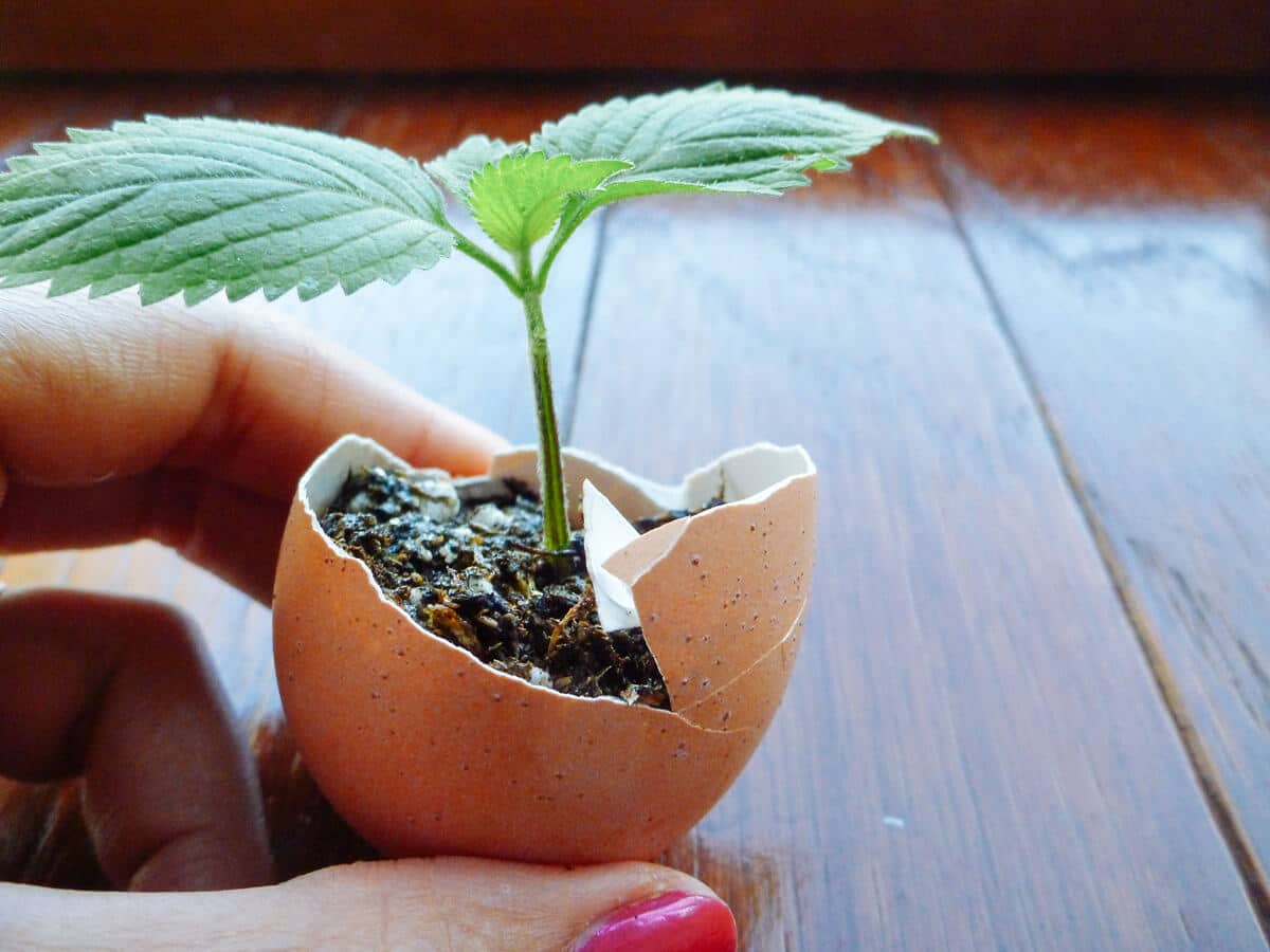 Seedling with cotyledons and first true leaves started in an eggshell