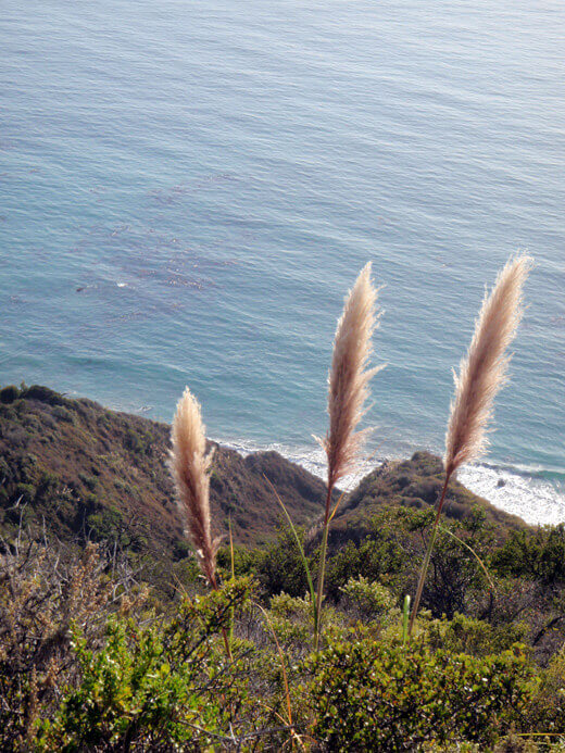 Pampas grass in Big Sur