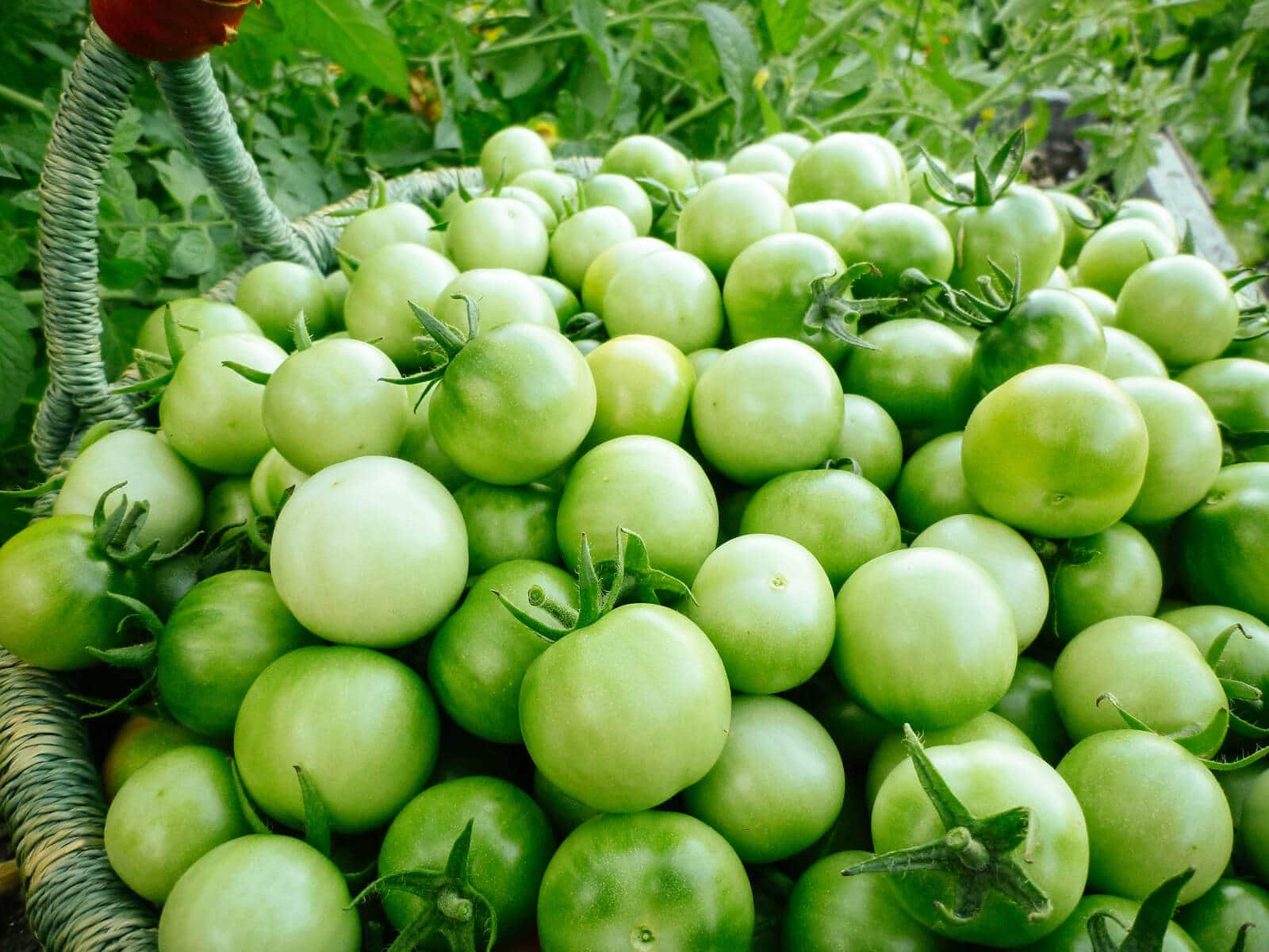Mountain of green unripe cherry tomatoes