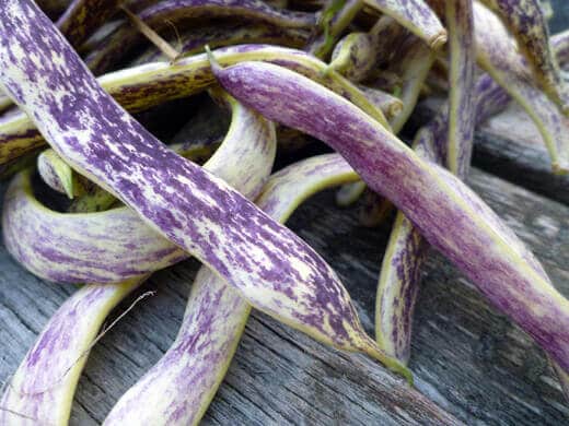 Dragon Tongue bush beans