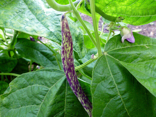 Dragon Tongue bush beans