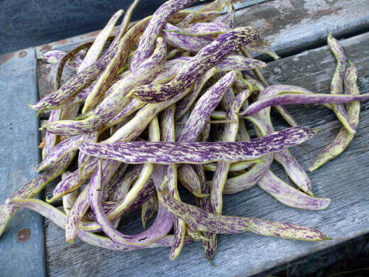 Dragon Tongue bush beans