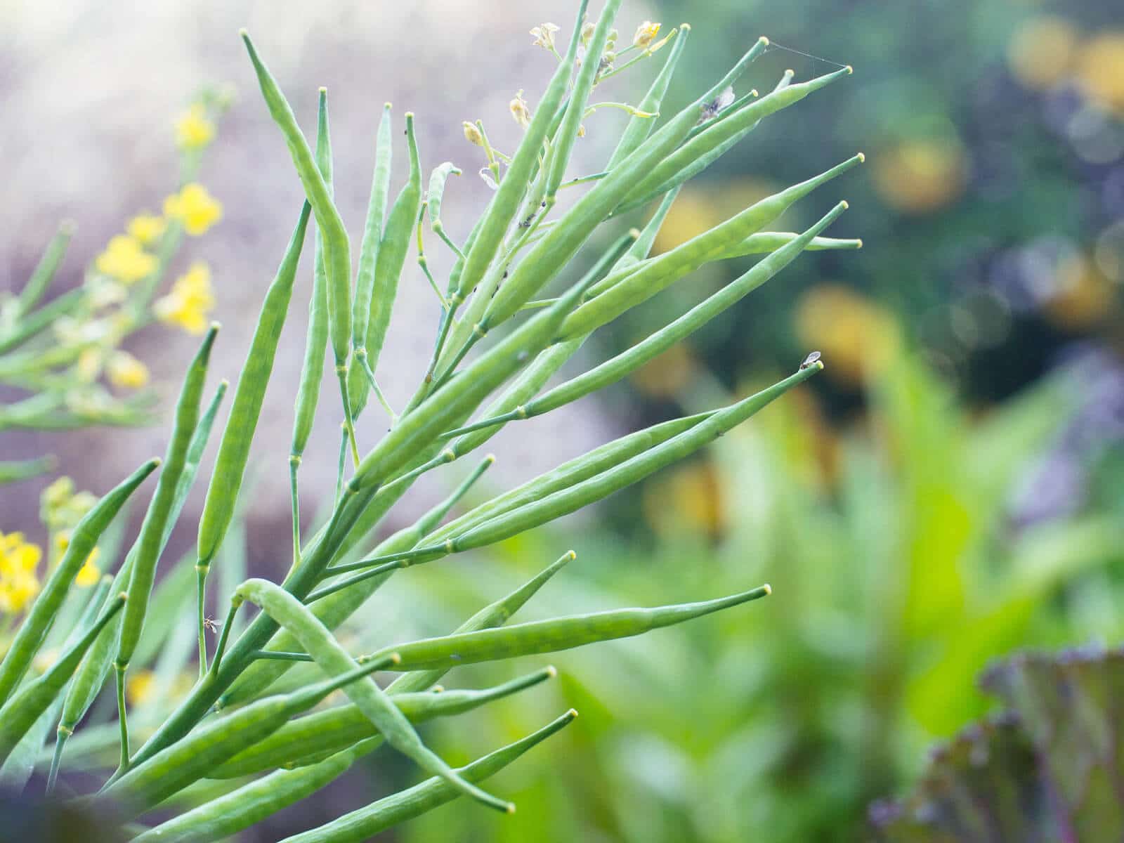 Seed pods on brassica plant