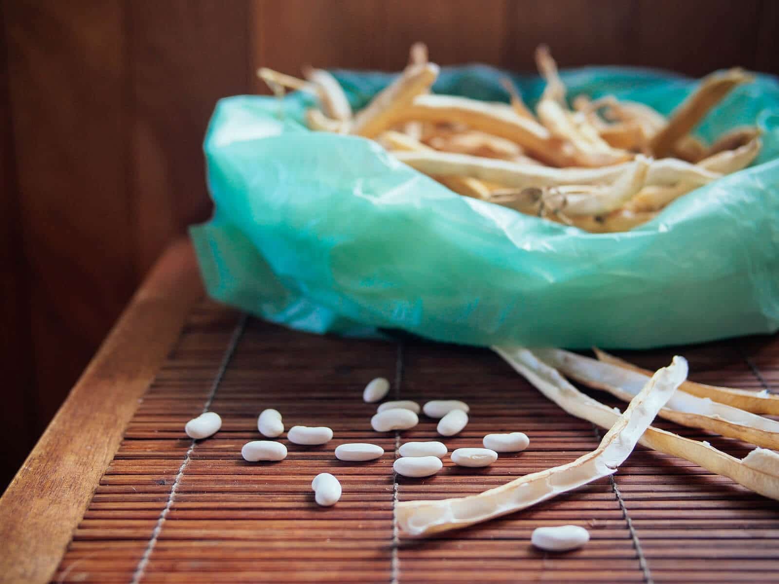 Collecting seeds from dried bean pods