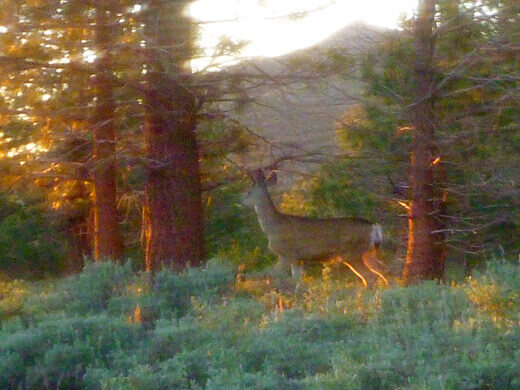 Morning visitor at camp
