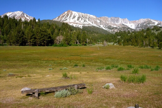 Old horse meadow ringed with tall pines