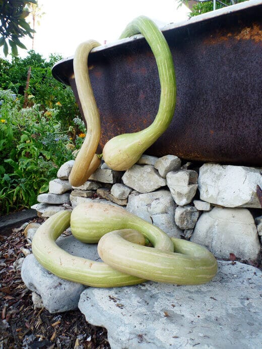 Zucchino Rampicante