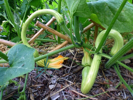 Young Zucchetta Rampicante