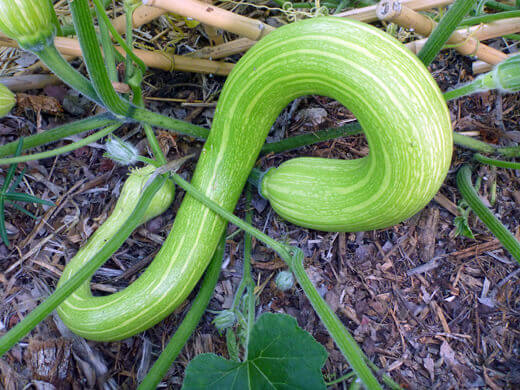Young Tromboncino squash