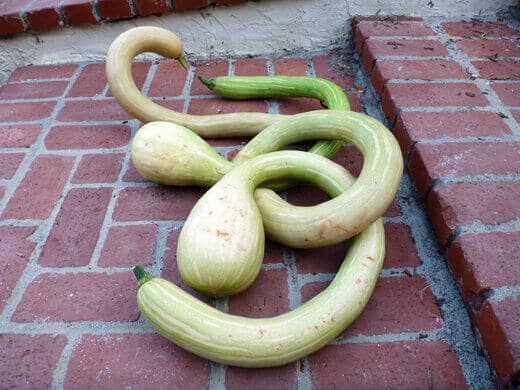 Zucchetta Rampicante