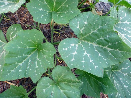 Large variegated leaves on Zucchino Rampicante