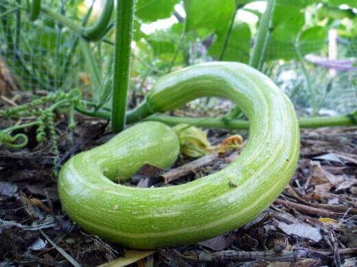 Young Tromboncino squash