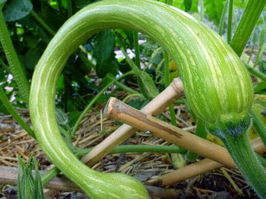 Young Zucchino Rampicante