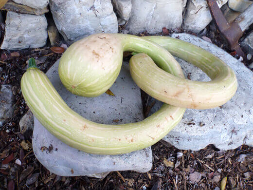 Zucchetta Rampicante