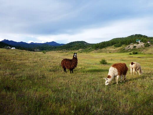 Llamas in Pagosa Springs