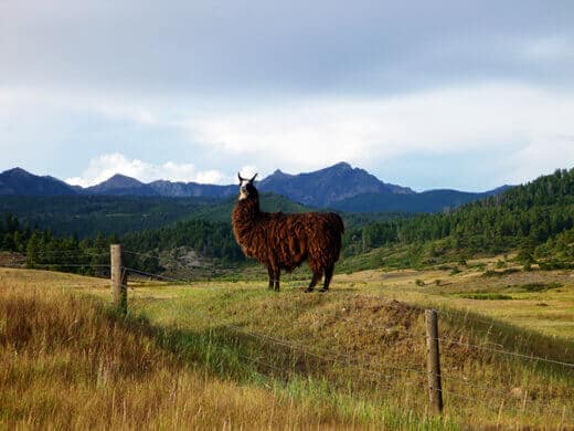 Llama in Pagosa Springs