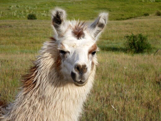Llama in Pagosa Springs