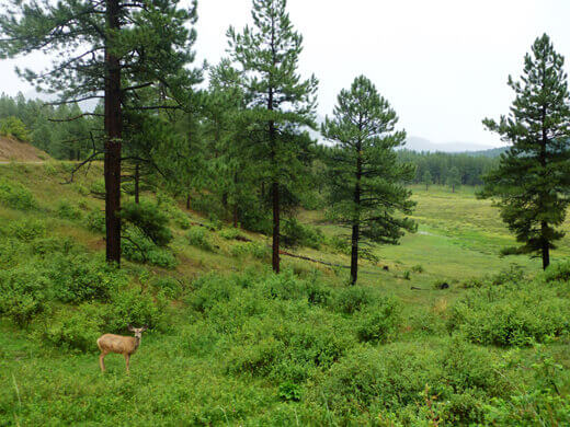 Deer in Pagosa Springs